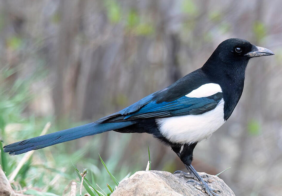 The Magpie