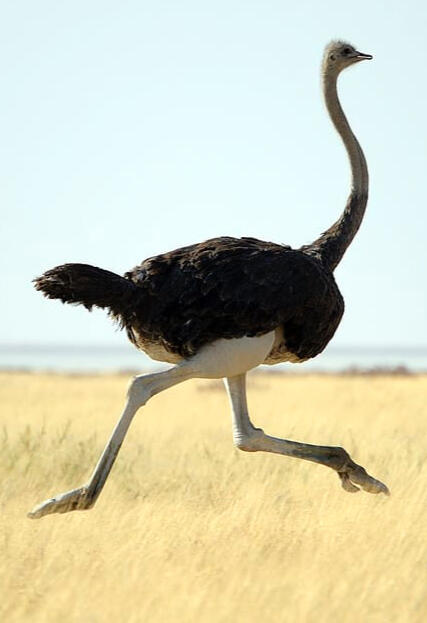 The Ostrich The Ostrich