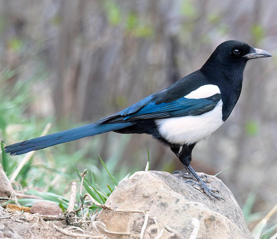 The Magpie The Magpie