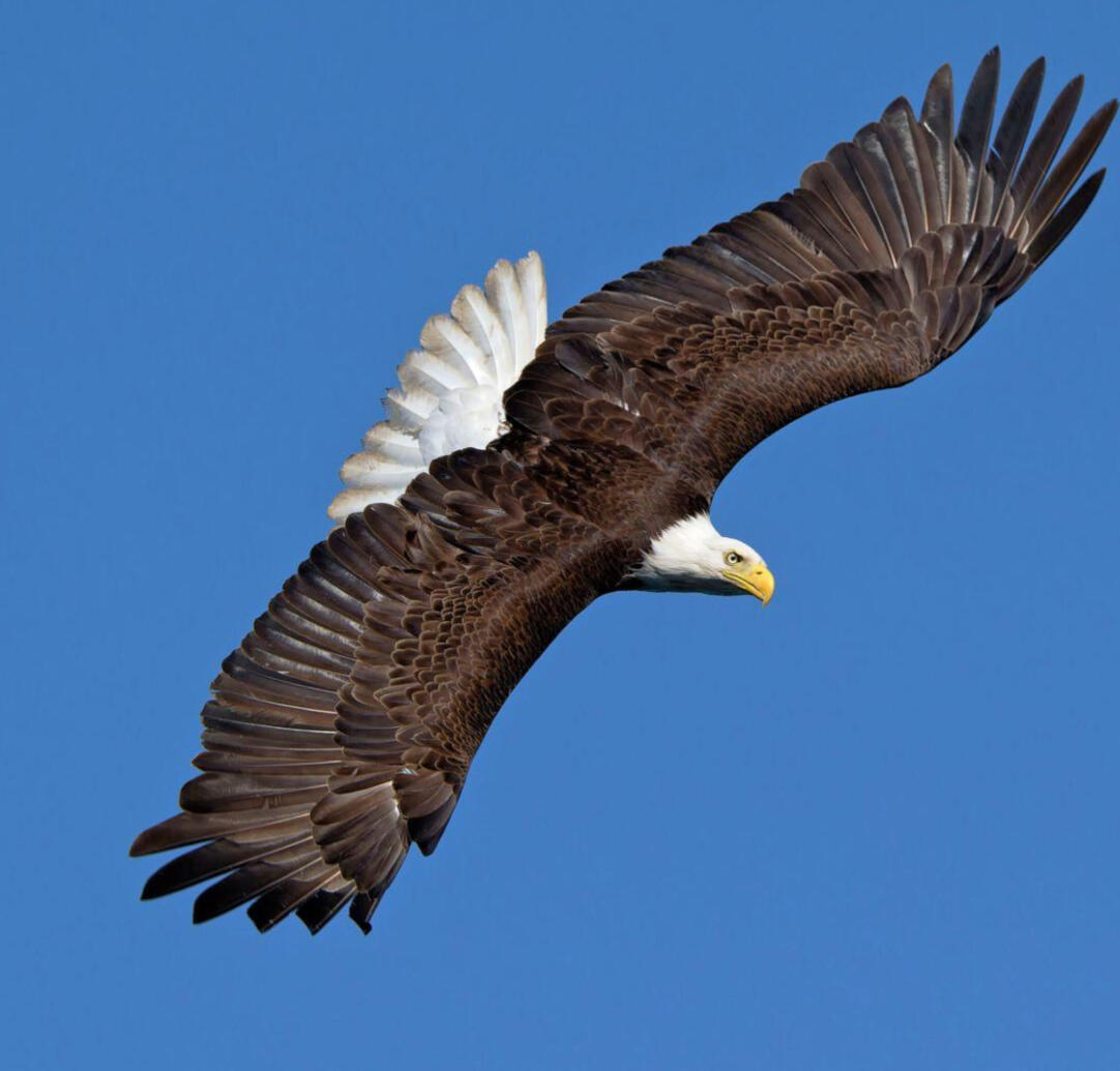 The Eagle