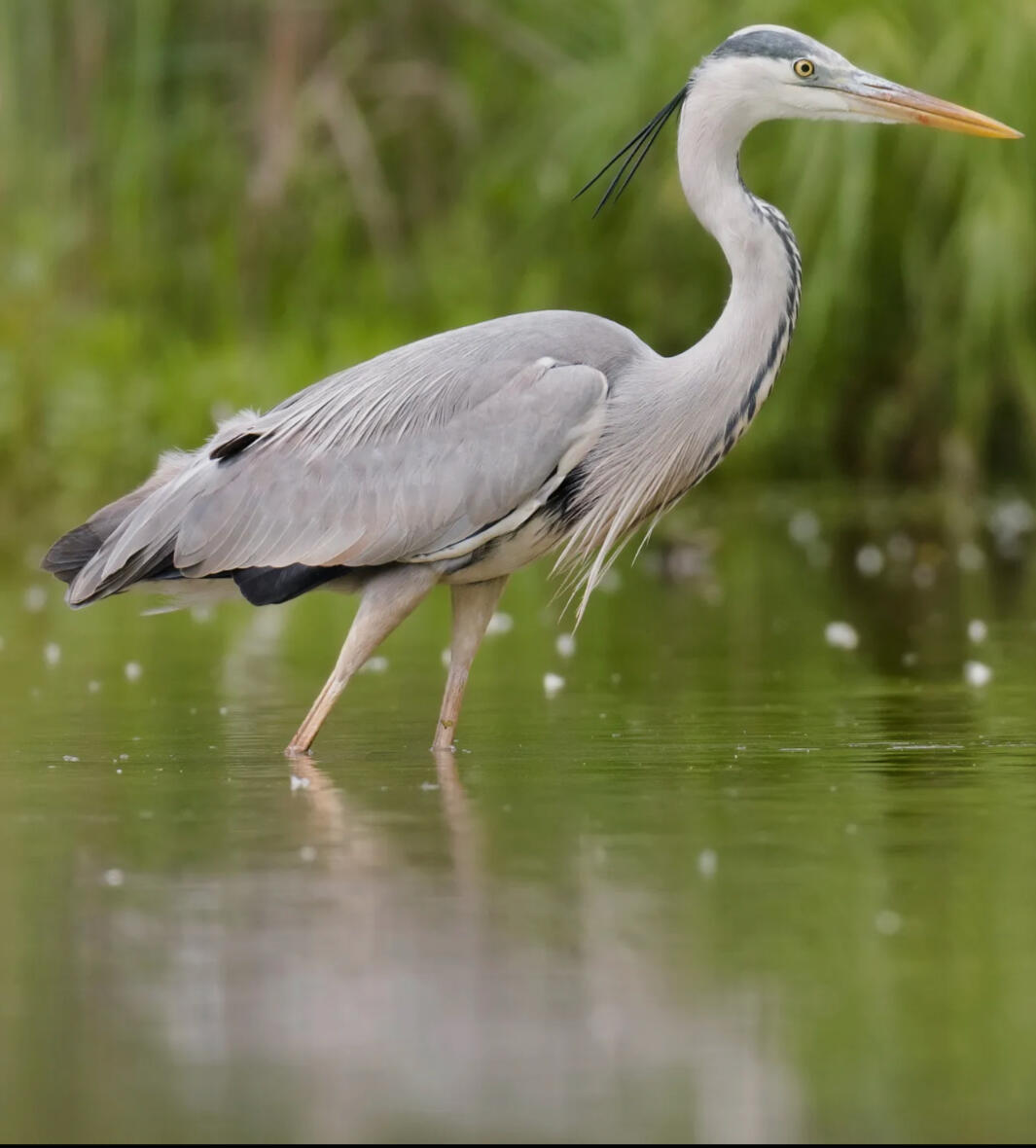 The Heron